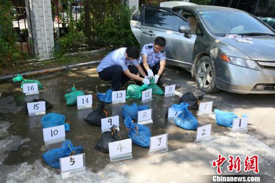 图为南宁海关查获的走私穿山甲 钟欣 摄