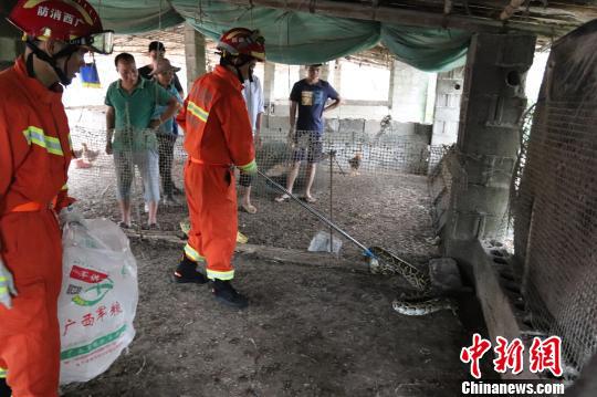 消防指战员利用捕蛇器抓捕蟒蛇 隆壮文 摄