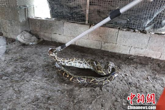 蟒蛇正在使劲挣扎 隆壮文 摄
