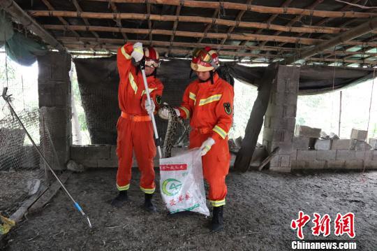 消防指战员抓获蟒蛇 隆壮文 摄