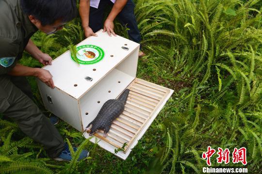 广西在野外放生一只被救护的中华穿山甲。 杨海健 摄