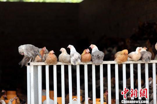 图为6月6日拍摄的合作社养殖的土鸡。 覃天阳 摄