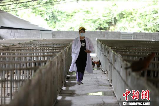 杨柳青在猪圈内巡查。 韦鼎标 摄