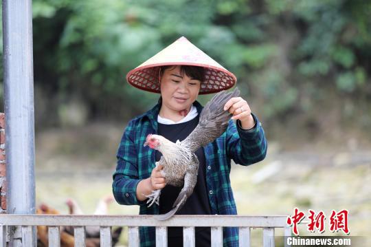 杨柳青在查看土鸡长势。 韦鼎标 摄