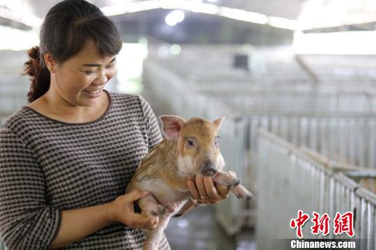 杨柳青在查看猪苗长势。 韦鼎标 摄