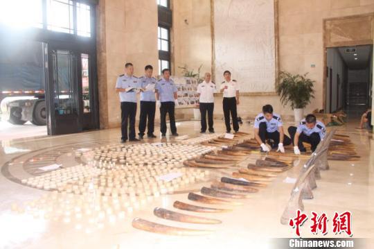 南宁海关展示查获的象牙等濒危物种及其制品。南宁海关供图