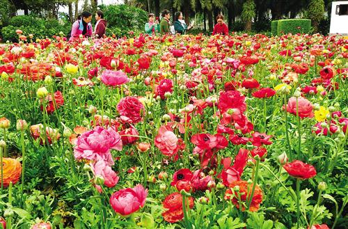 花圃中万紫千红