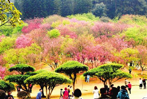 远眺樱花林,宛若天边多彩云霞