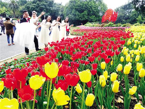 郁金香花圃成为新人留下美好瞬间之选