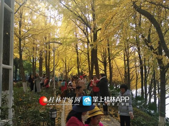 标志性的金黄叶,在深蓝的天空衬托下,安静又美好!