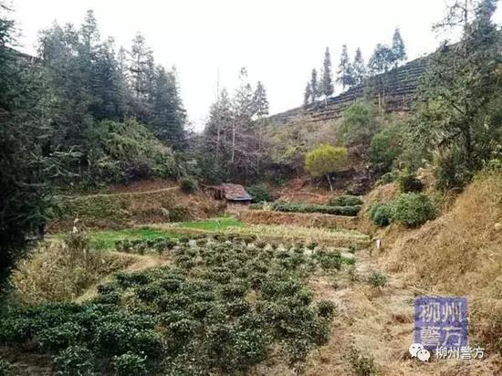 隐藏在大山深处的牛棚