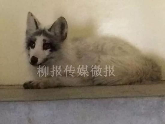 (酒店年三十前发现的)