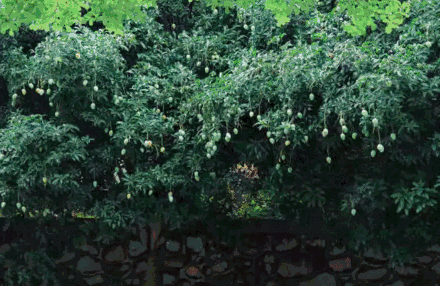 自制摘芒果的神器