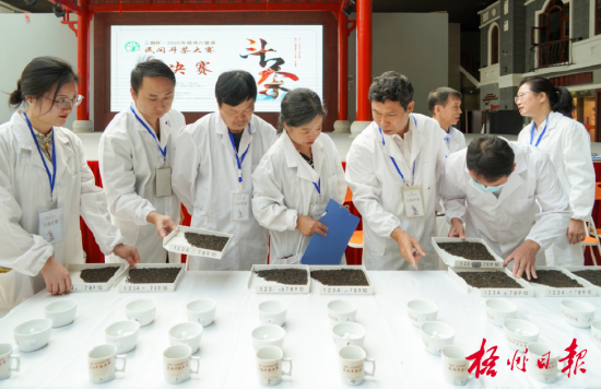在2022年梧州六堡茶民间斗茶大赛中,专业评委对茶样展开评审。陈凡 摄(资料图片)
