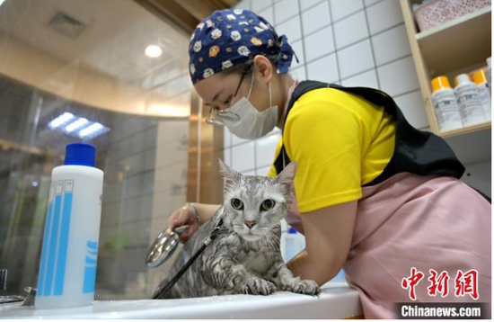 图为广西南宁市一动物医院内,工作人员为宠物猫洗香薰浴。 俞靖 摄