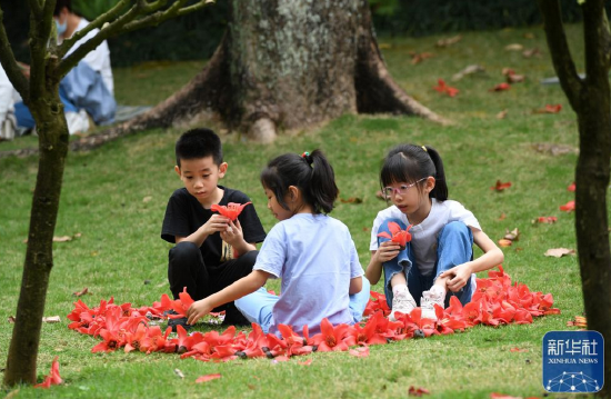  ↑在广西南宁市金花茶公园，几名小朋友在捡掉落的木棉花（3月20日摄）。