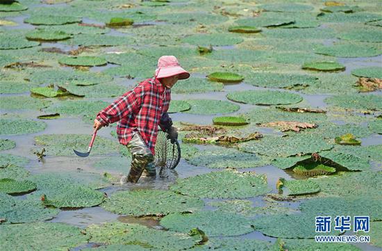 8月16日,东起乡良村村芡实种植户在采收芡实。
