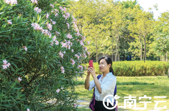 夹竹桃花开正艳引客来。