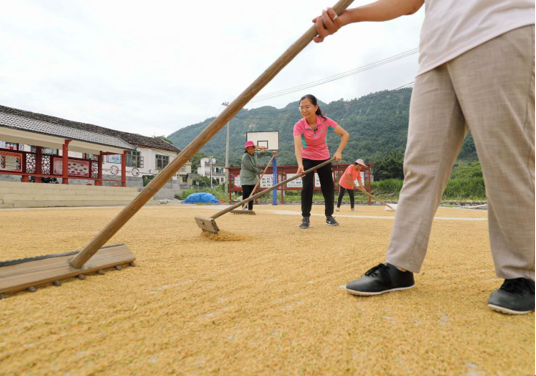 黄蕾书记正在那里帮村民打稻谷 雷新荣/摄