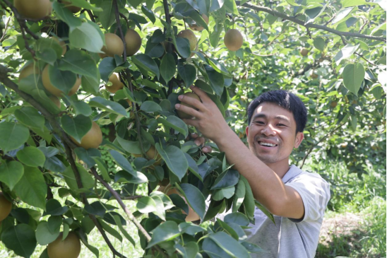  灌阳县大仁村种植户在果园摘梨。 唐梦琳 摄