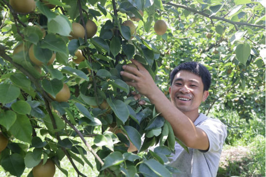  Peaches, plums, melons and fruits leave the village and enter the home, fresh products are fragrant all the way - Guangxi transportation helps fresh fruits step by step