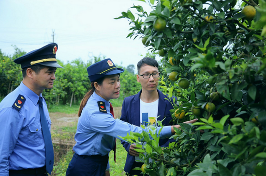  南宁市市场监管局工作人员深入沃柑种植基地进行指导。