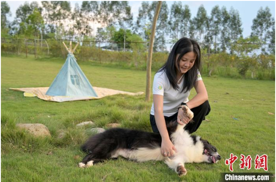 图为宠物主人带狗狗到宠物乐园玩耍。 俞靖 摄