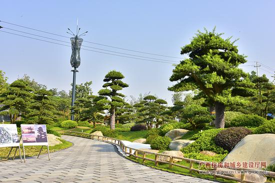 罗汉松园