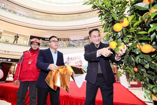 武鸣副区长陆耀忠采摘沃柑