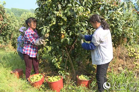 工人们在采摘大果山楂2