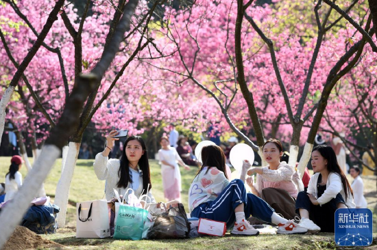 ↑在广西南宁市石门公园，市民、游客在赏花、游玩（3月7日摄）。