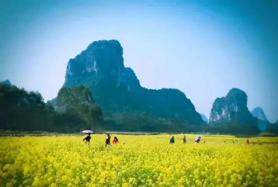平桂区鹅塘镇芦岗村的油菜花