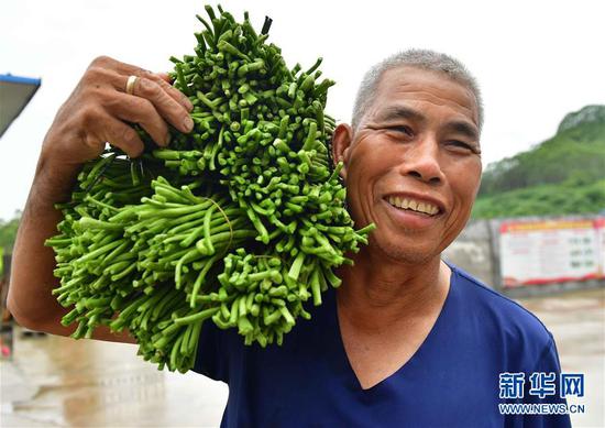 广西柳州市鱼峰区里雍镇龙团村村民搬运刚刚采收的豆角(7月9日摄)