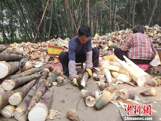 图为农户将竹笋剥皮销售给工厂。 林馨 摄