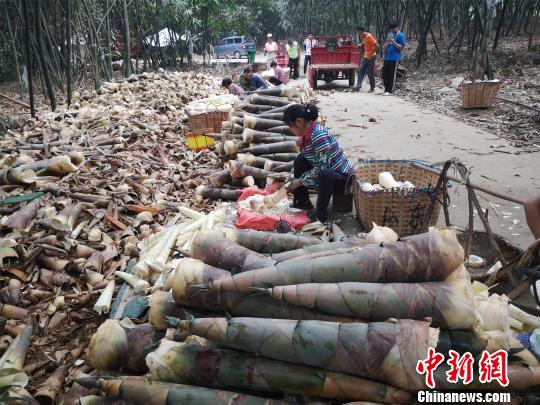 图为农户将竹笋剥皮销售给工厂。 林馨 摄