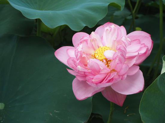 贵港荷花之美 周柳盈/摄