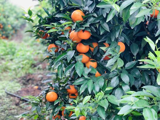 沃柑老总_沃柑图片(2)