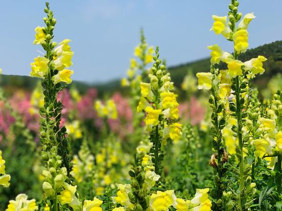 黄色金鱼花 苏醒/摄