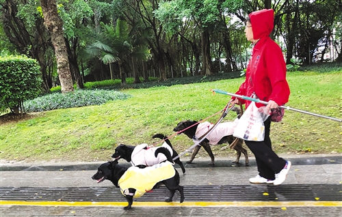 一个人同时遛三只狗