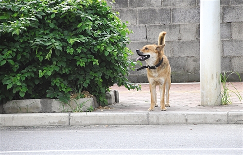大街上总能见到一些狗狗自己奔跑乱走