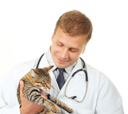 猫咪不吃不喝呕吐?猫咪不吃不喝没精打采呕吐