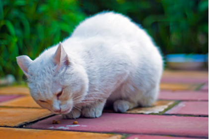 猫咪不吃不喝呕吐?猫咪不吃不喝没精打采呕吐