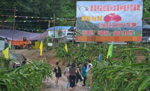 彩虹园花香四溢,红心火龙果蓄势待发