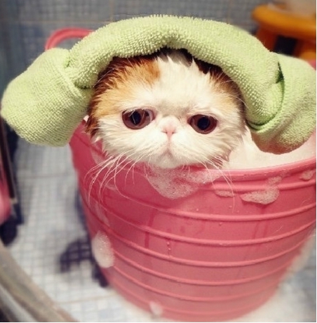 家趣猫沐浴露:猫咪多大可以洗澡_新浪广西_新浪网