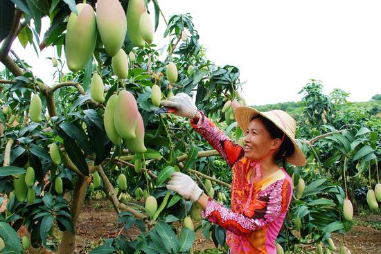 百色芒果硕果累累,让果农喜上眉梢