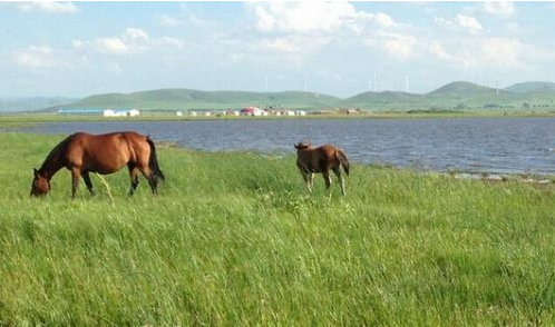 丰宁坝上草原在哪?丰宁坝上草原简介