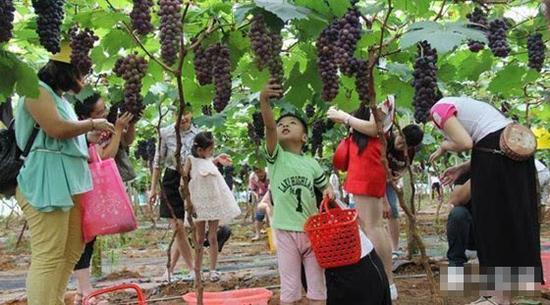 广西鹿寨县:开园采摘葡萄 发展休闲农业