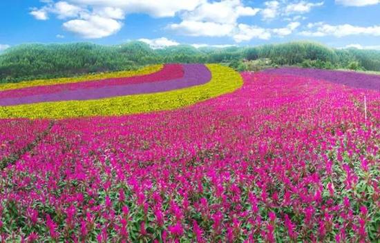 七彩花海文化盛宴 国庆相约南阳镇一起过节