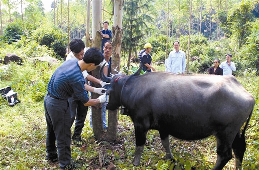 两村民为争一头牛闹上法庭 DNA鉴定为牛找到