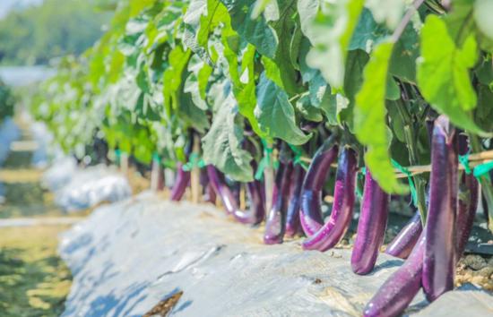 广西蔬菜新品种展示交流会将在南宁西乡塘举行